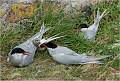Chris Brooks - Artic Tern chick with adults